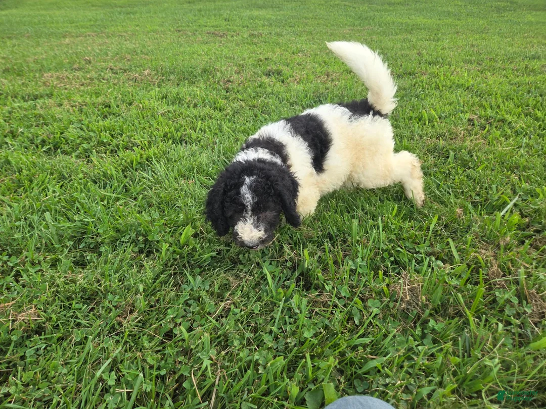 Miniature Poodle dogs for sale: Doodle SALE - Ad 2