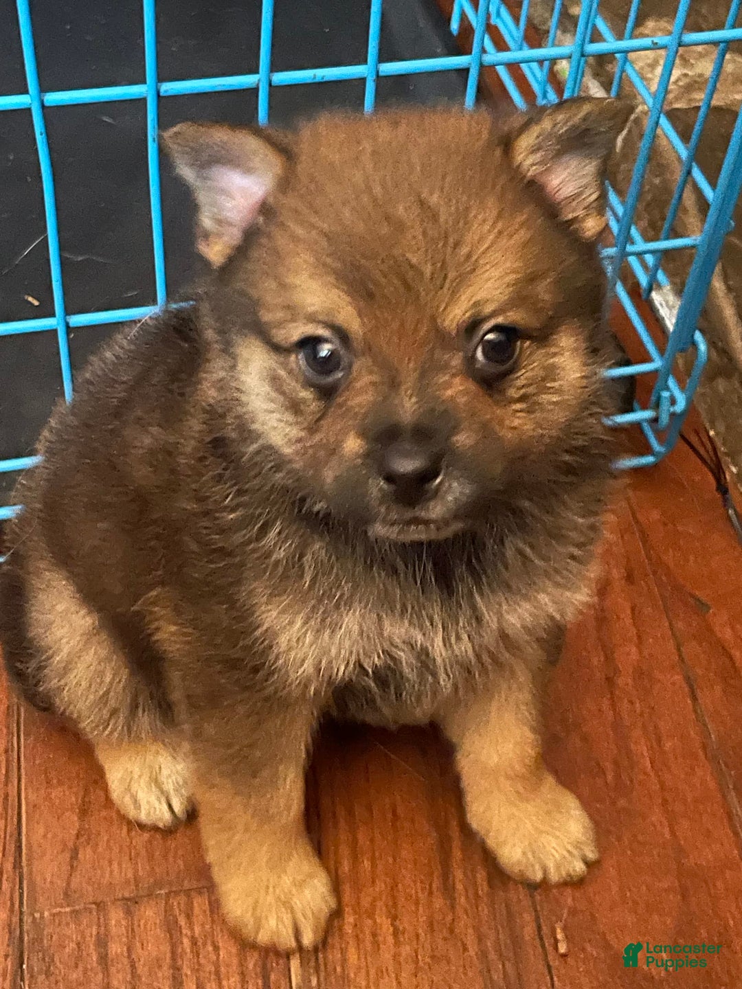 Gallery Image {{count}}