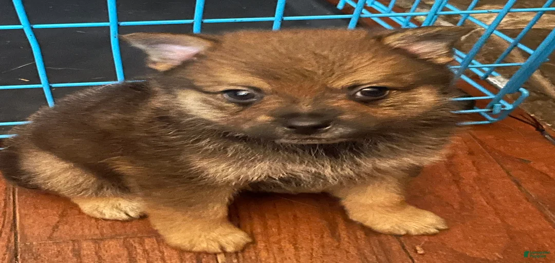 Gallery Image {{count}}