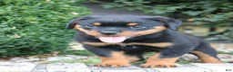 Rottweiler dogs for sale: Lala - Ad 5