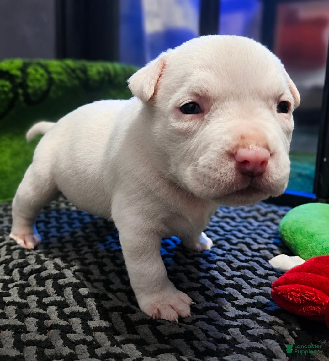 American Bully dogs American Bully - Fiona Frost  - Ad 1