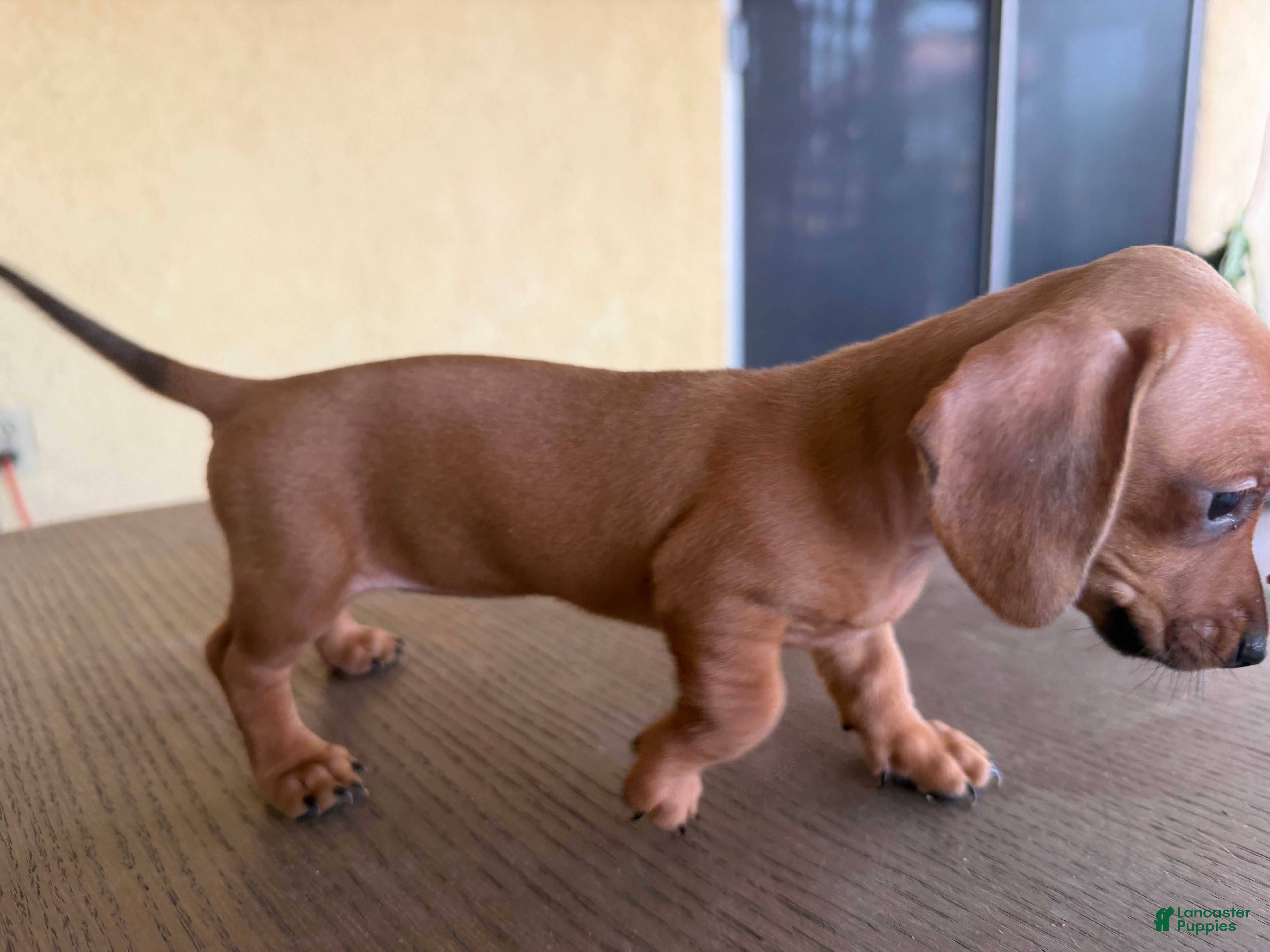 Miniature Dachshund dogs Pearl - Ad 15