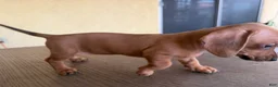 Miniature Dachshund dogs for sale: Pearl - Ad 1