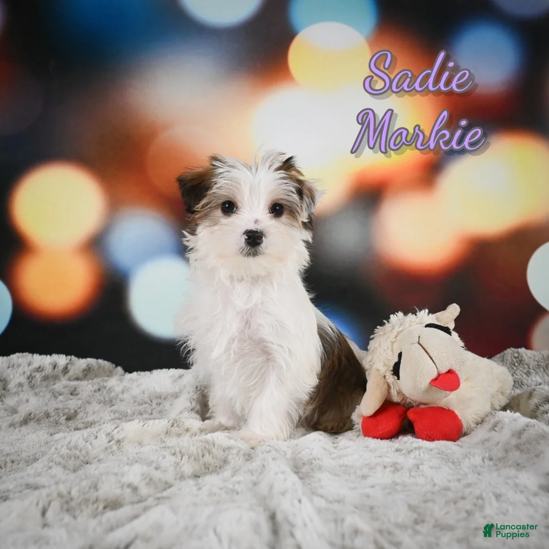 Morkie dogs for sale: Sadie - Ad 1