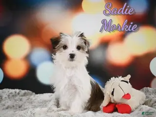 Morkie dogs for sale: Sadie - Ad 2