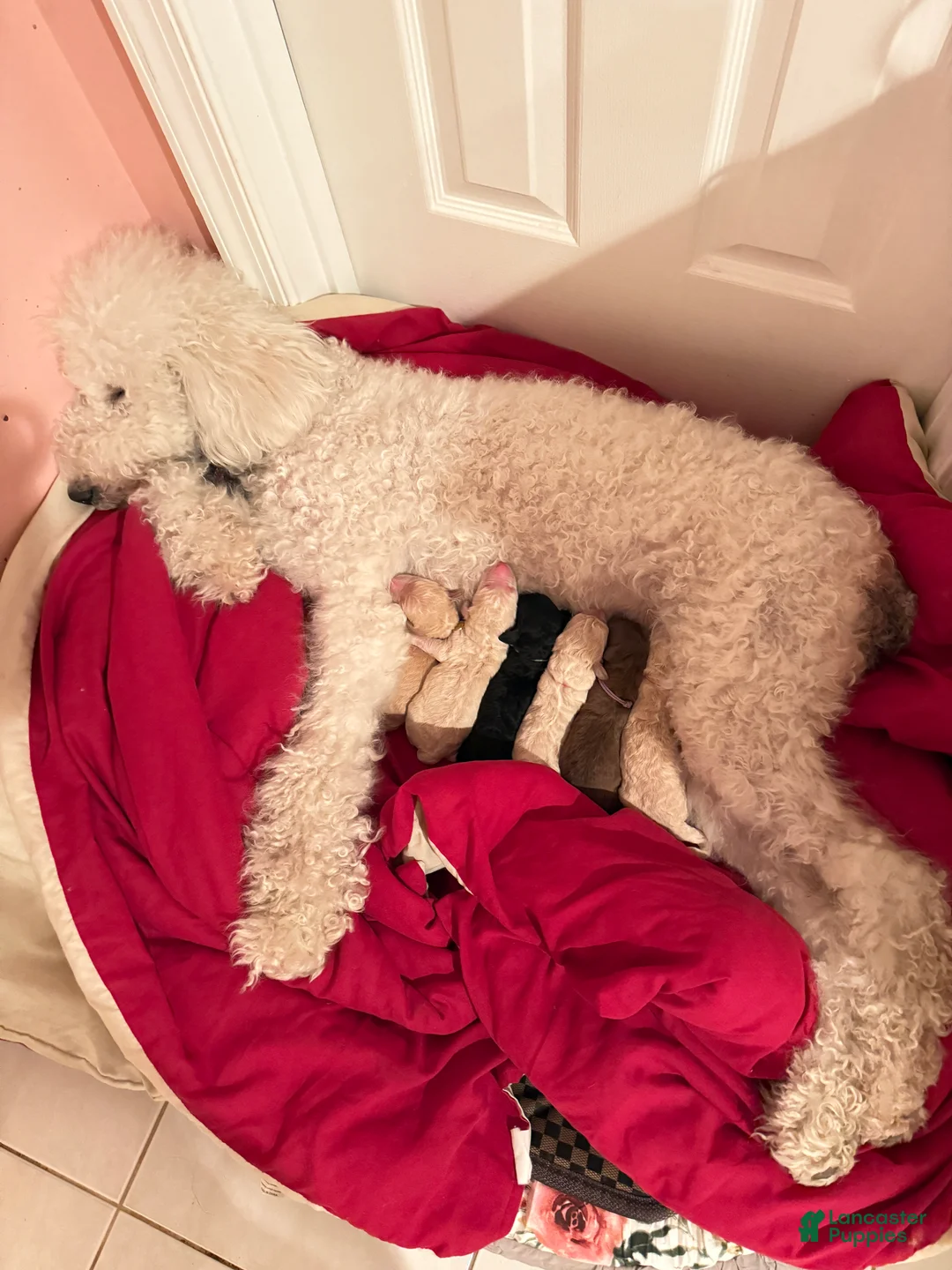 Standard Poodle dogs for sale: Standard Poodle Puppy 4 - Ad 13