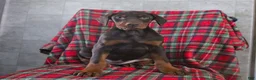 Doberman Pinscher dogs for sale: Fancy - Ad 6