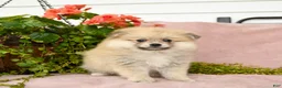 Pomeranian dogs for sale: Sandi - Ad 4