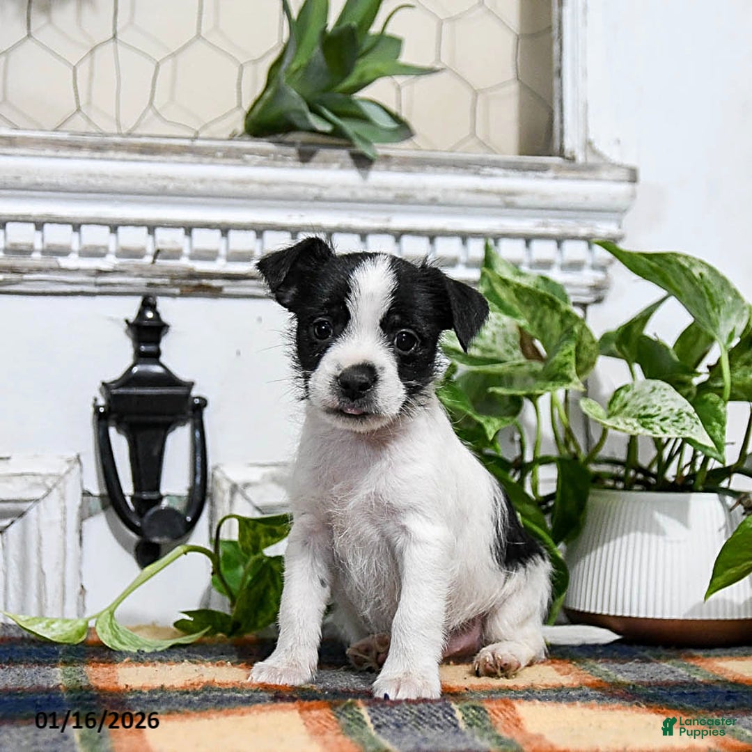 Mixed Breed dogs for sale: Harper - Ad 1