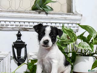 Mixed Breed dogs Harper - Ad 39
