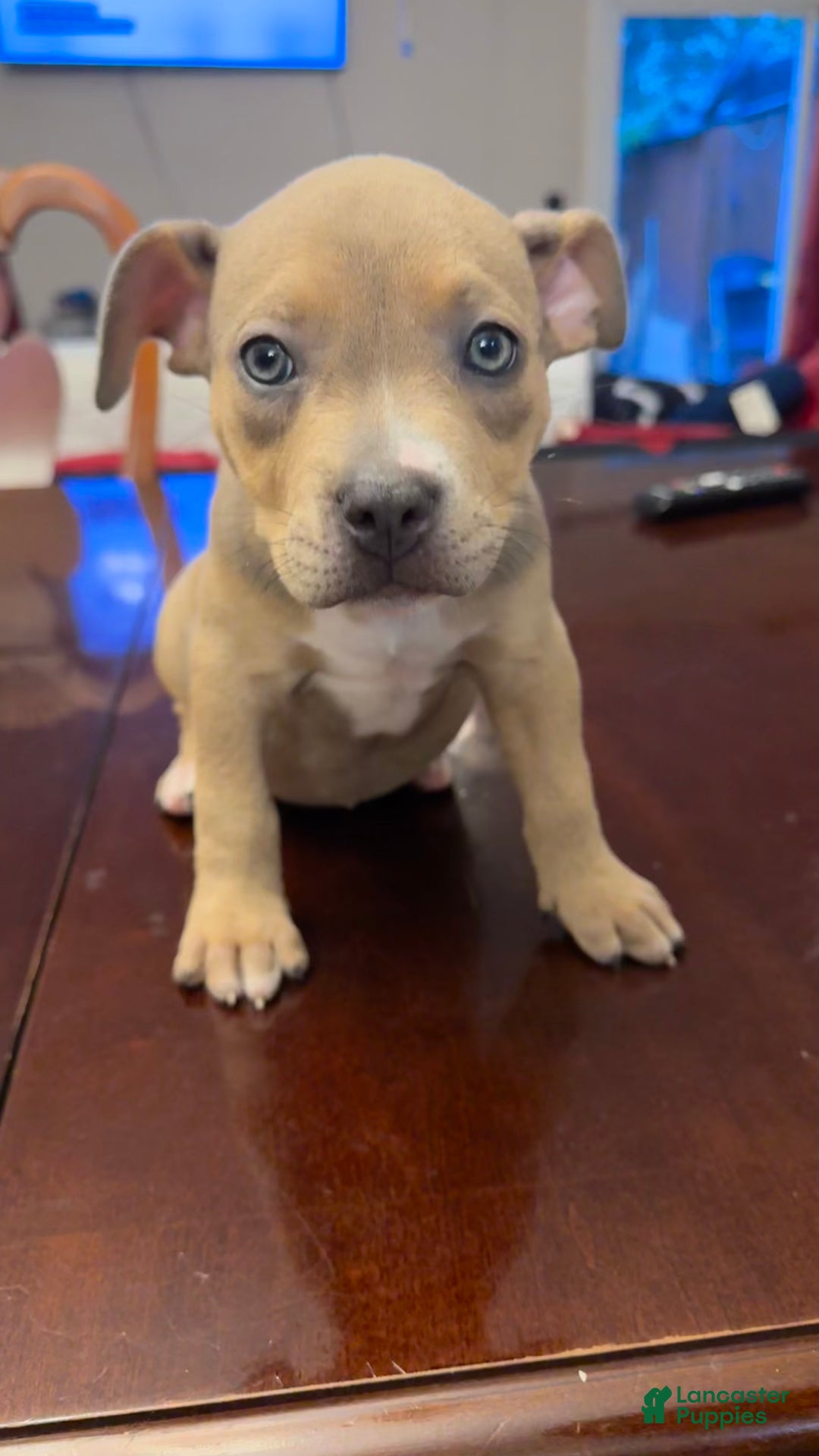 American Bully dogs for sale: American Bully Puppy 4 (Sakari) - Ad 5