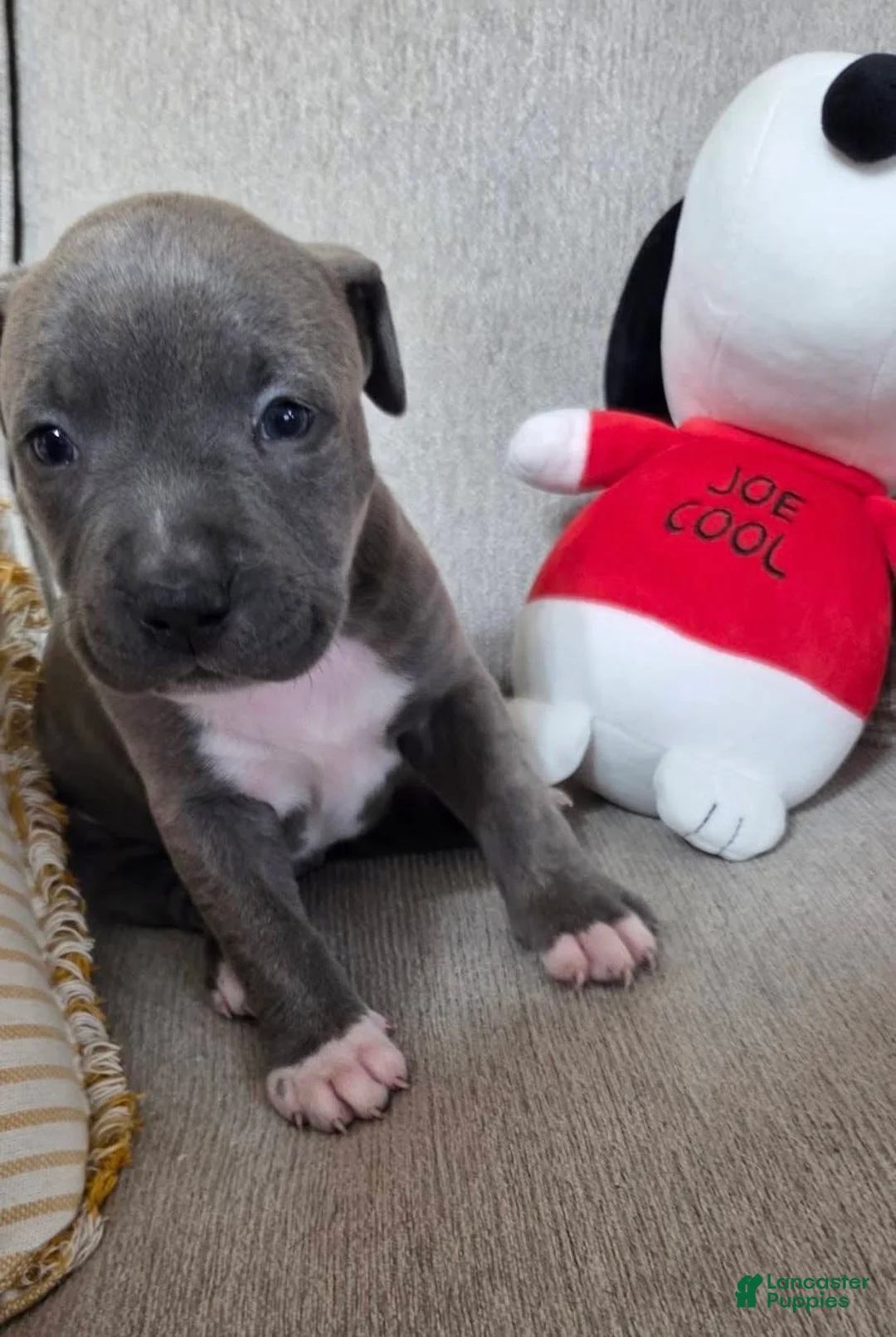 American Pit Bull Terrier dogs for sale: American Pit Bull Terrier Puppy 1 - Ad 1