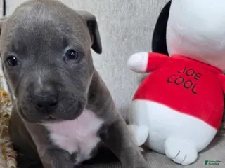 American Pit Bull Terrier dogs American Pit Bull Terrier Puppy 1 - Ad 10