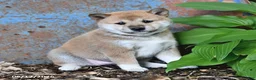 Shiba Inu dogs for sale: Taffy - Ad 4
