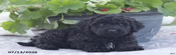 Miniature Poodle dogs for sale: Nate - Ad 8