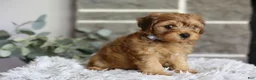 Yorkiepoo dogs for sale: Reggie - Ad 5