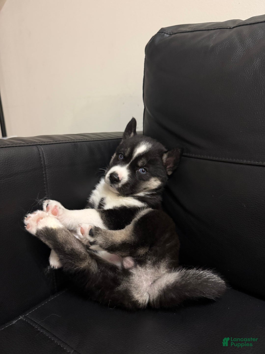 Siberian Husky dogs for sale: Comet - Ad 3