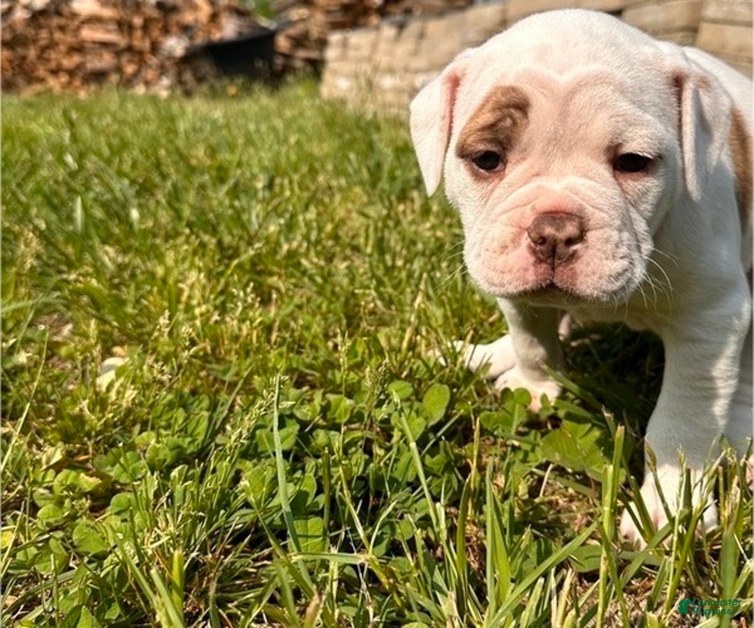 Olde English Bulldogge dogs for sale: Olde English Bulldogge Puppy 5 - Ad 7
