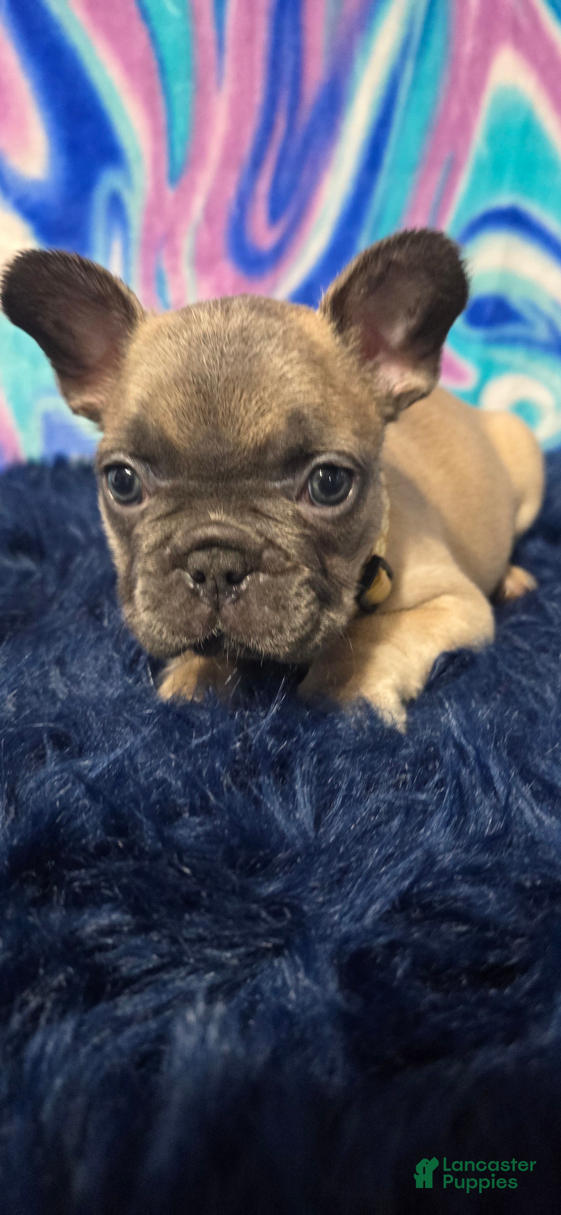 French Bulldog dogs Stella - Ad 2