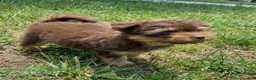 Mixed Breed dogs for sale: Mixed Breed Puppy 3 - Ad 2
