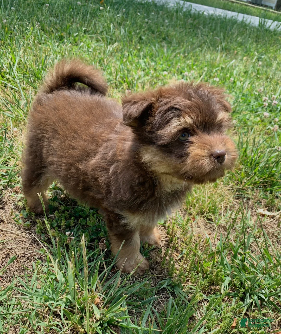 Mixed Breed dogs for sale: Mixed Breed Puppy 3 - Ad 2