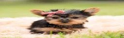 Yorkshire Terrier dogs for sale: Callie - Ad 4