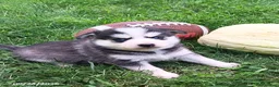 Pomsky dogs for sale: Storm - Ad 1