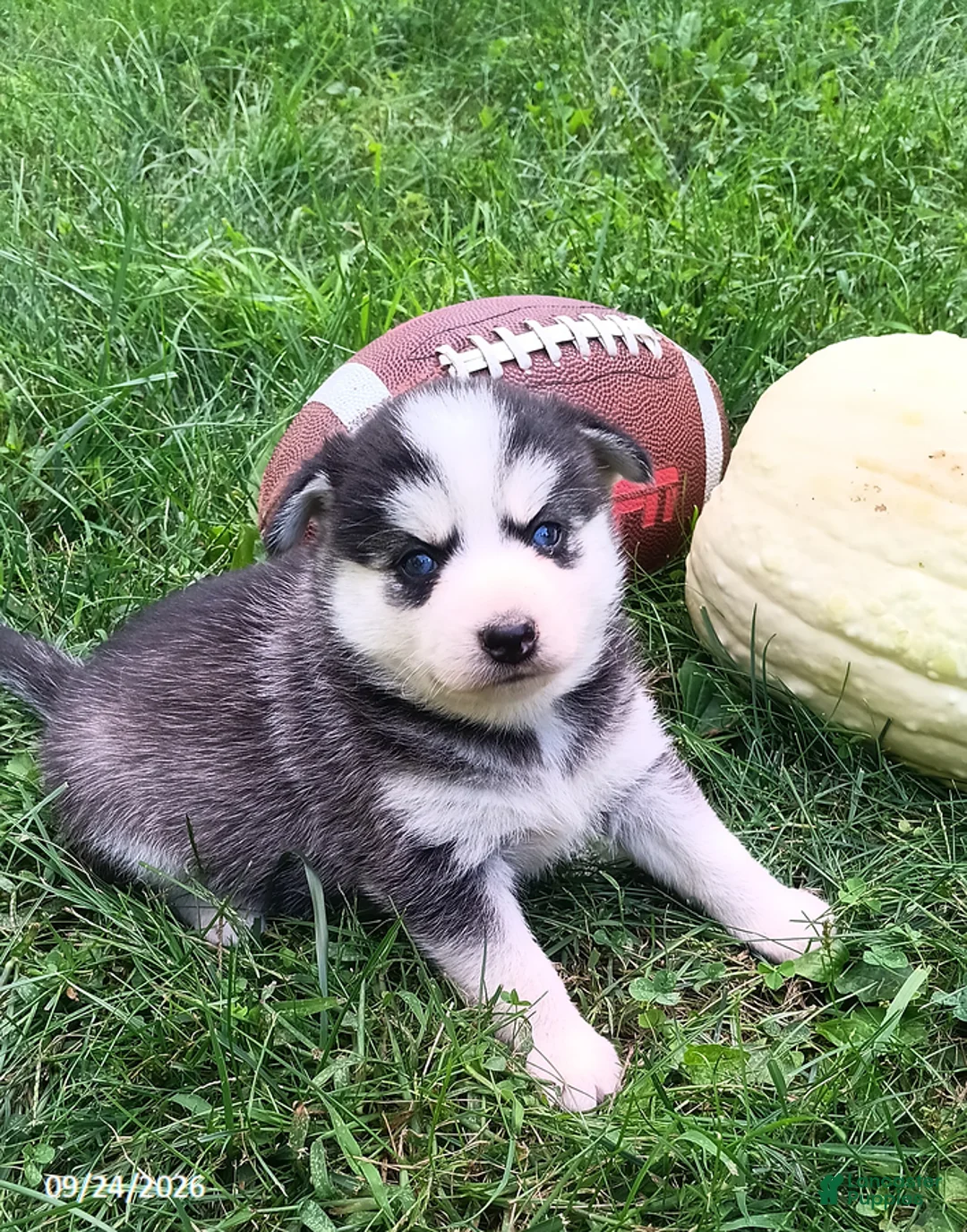 Pomsky dogs for sale: Storm - Ad 1