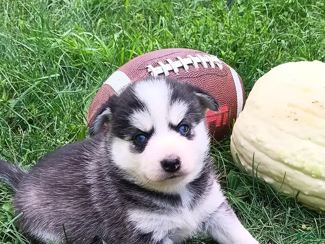 Pomsky dogs for sale: Storm - Ad 2