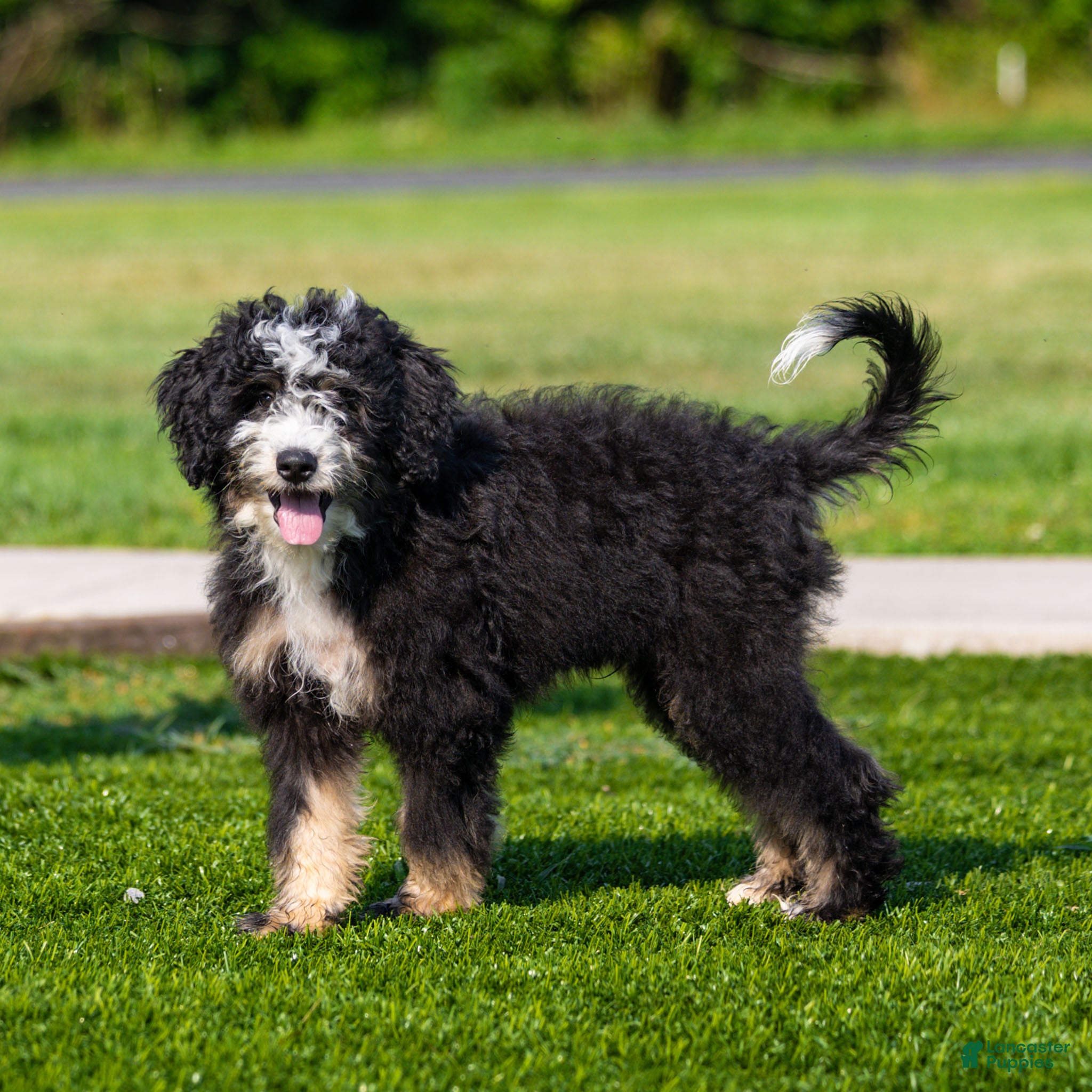 Bernedoodle dogs Brooks Bernedoodle Puppy  - Ad 1