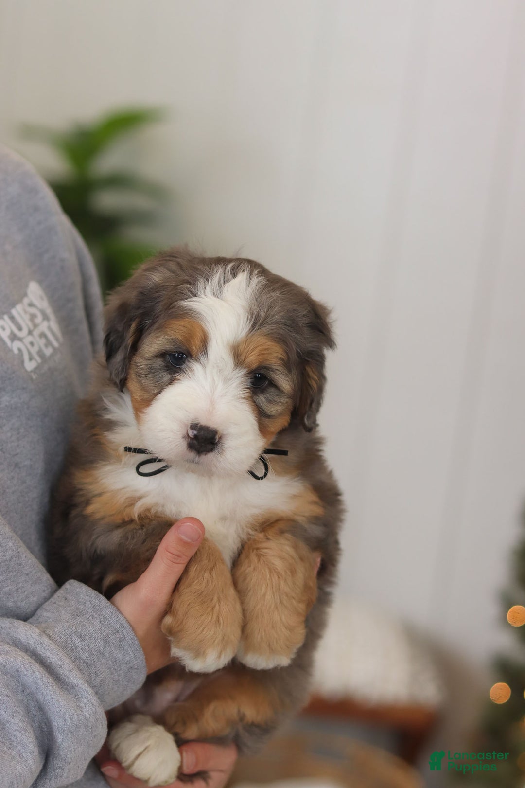 Mini Bernedoodle dogs for sale: Ollie - Ad 10
