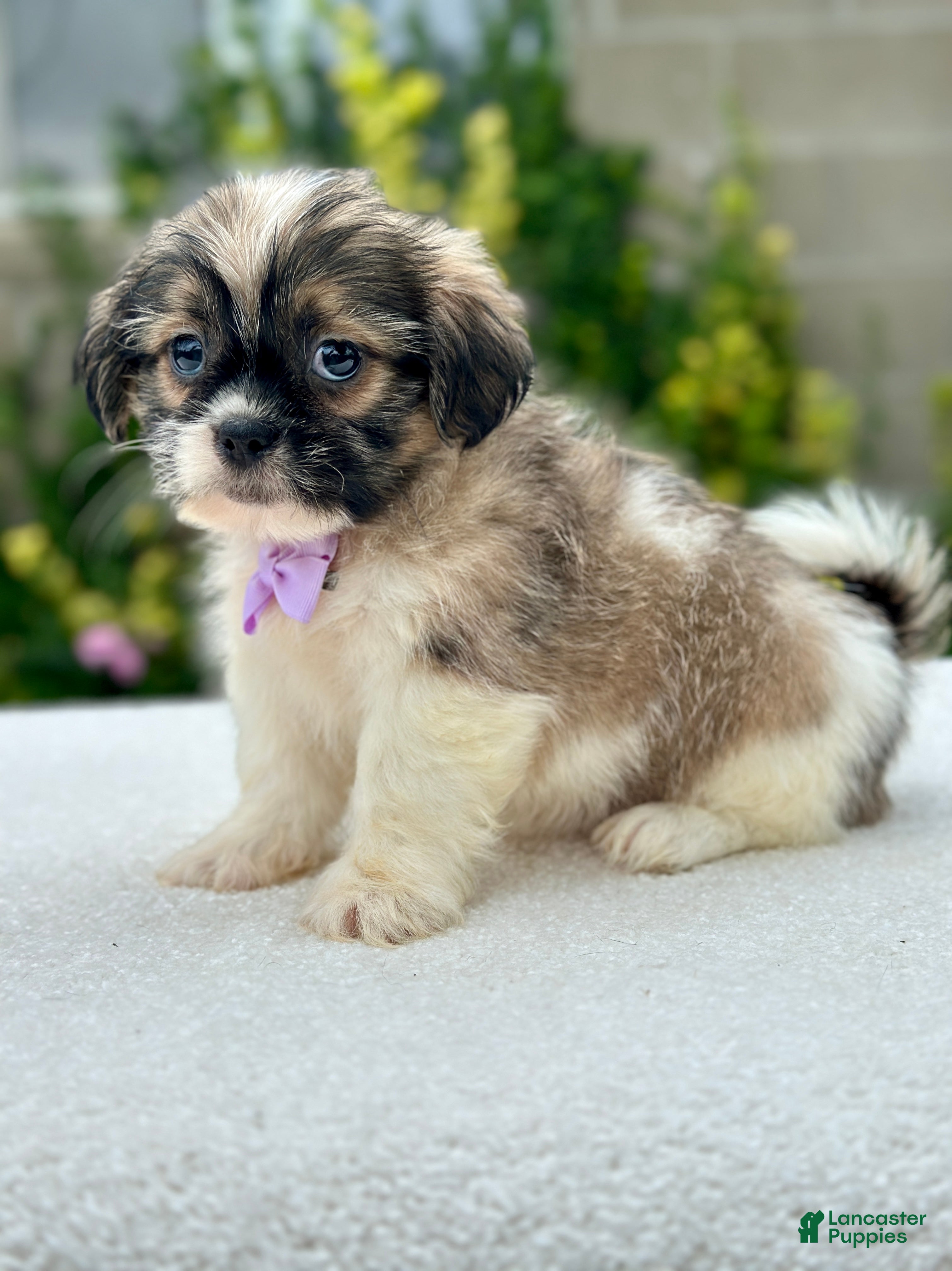 Shih Tzu dogs Boy Rufus 0811 - Ad 2