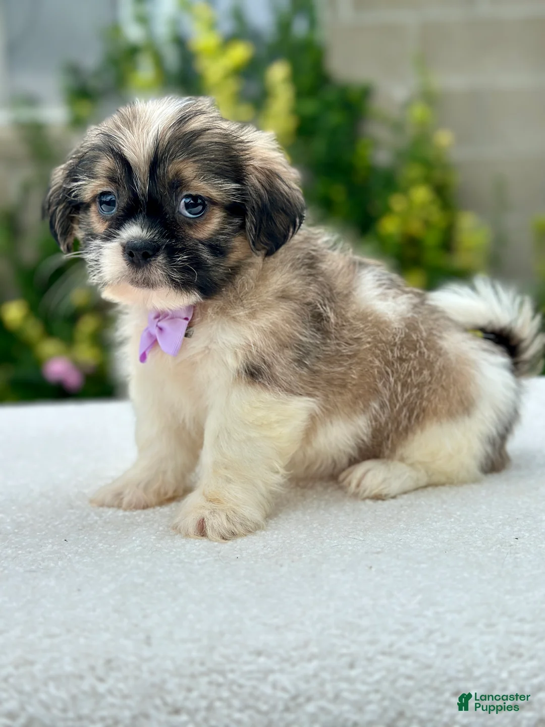 Shih Tzu dogs for sale: Boy Rufus 0811 - Ad 2