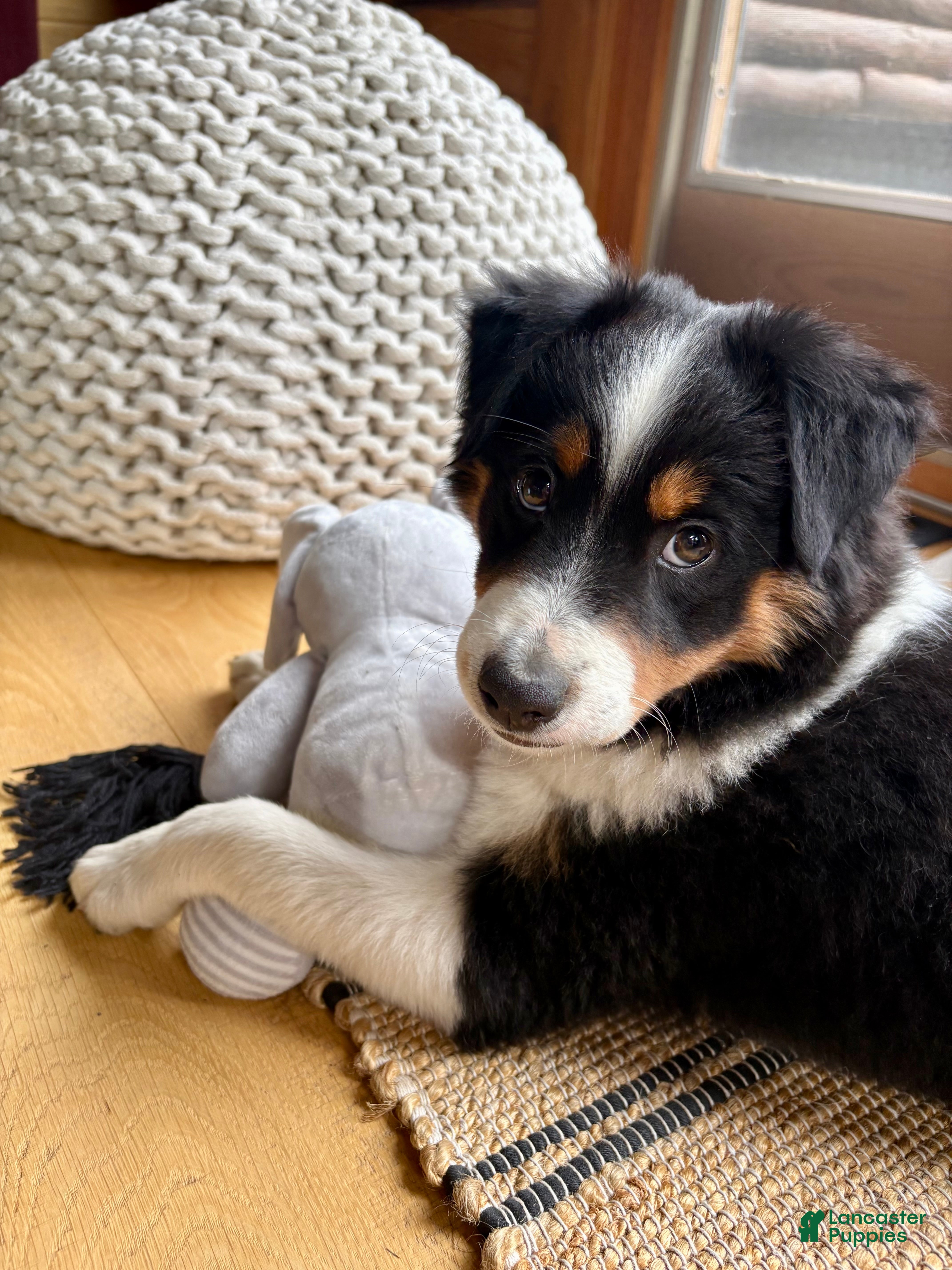 Australian Shepherd dogs Poppy - Ad 1