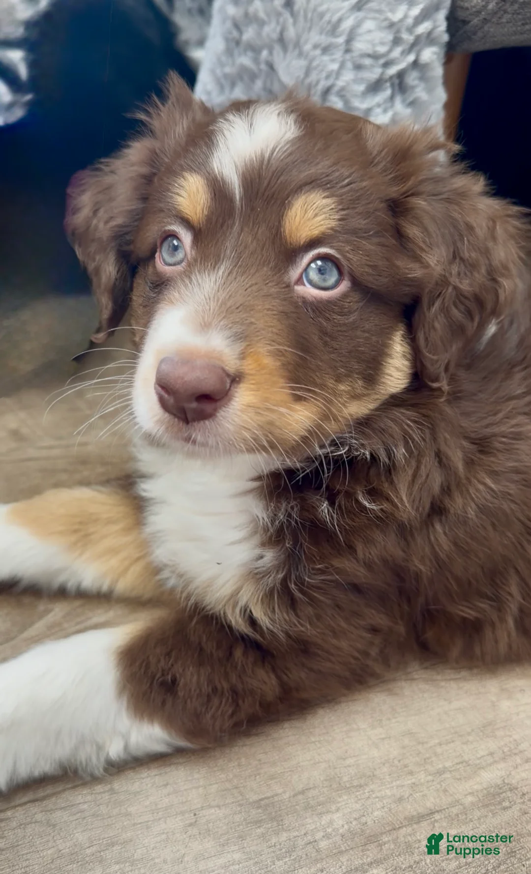 Australian Shepherd dogs for sale: Whales - Ad 4