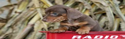Miniature Dachshund dogs for sale:  Zoey🎀 - Ad 12