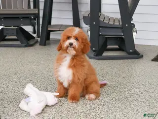 Mini Goldendoodle dogs Spaghetti - Ad 9