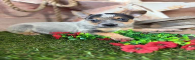 Skye