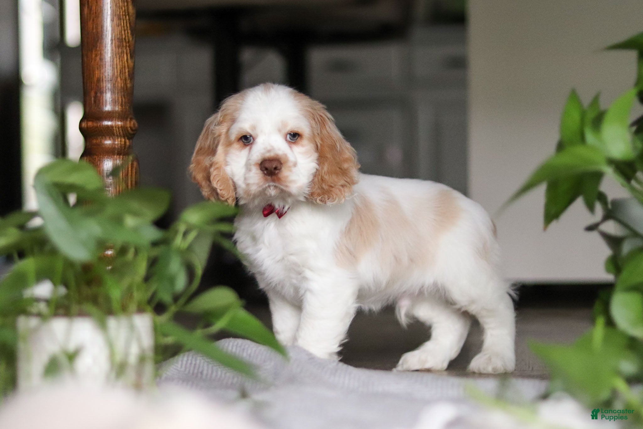 Cocker Spaniel dogs Asher - Ad 28
