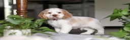 Cocker Spaniel dogs for sale: Asher - Ad 1
