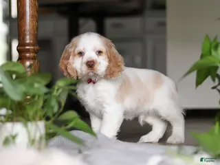 Cocker Spaniel dogs Asher - Ad 17