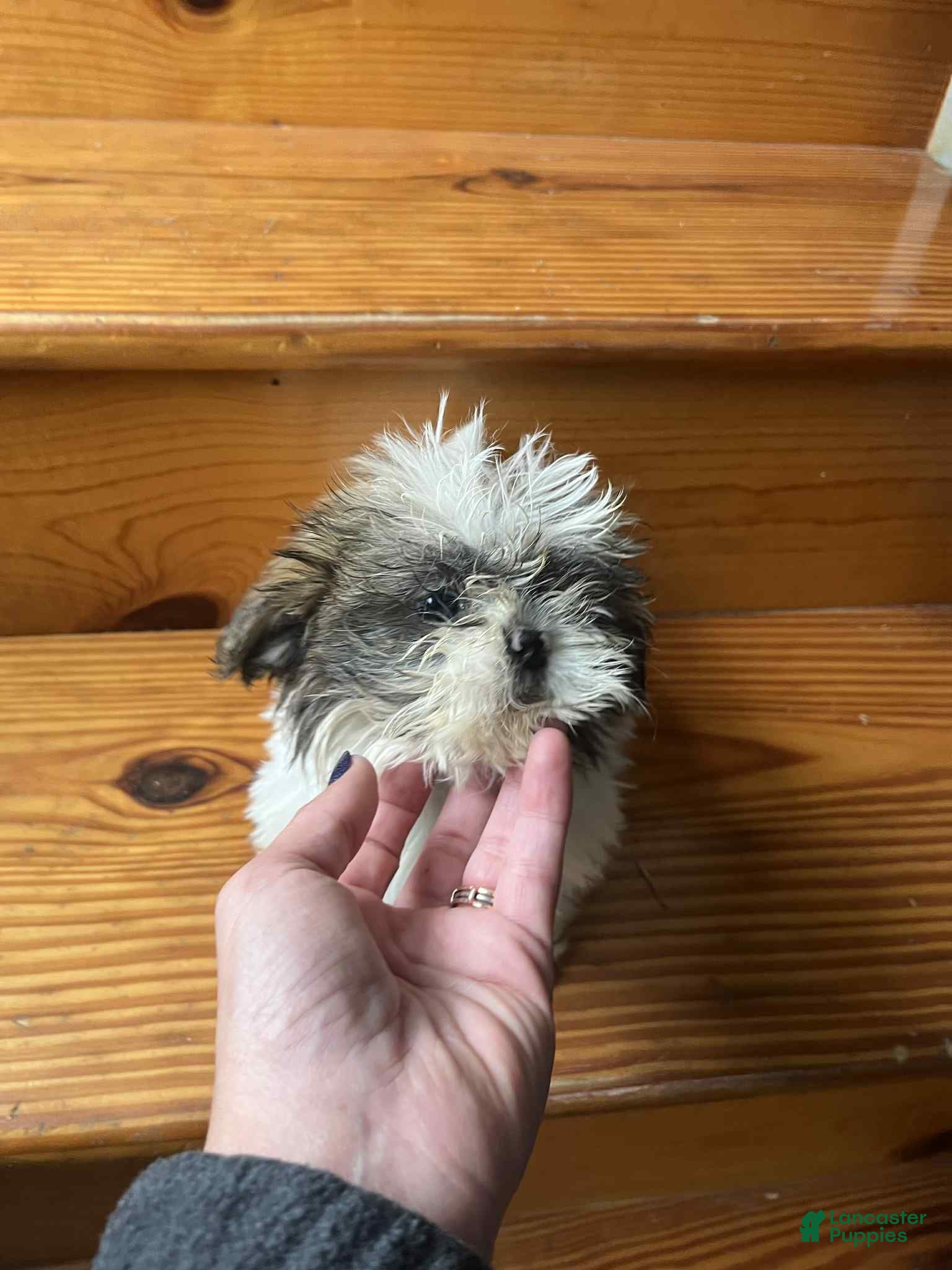 Shih Tzu dogs Shih Tzu Puppy 1 - Ad 18