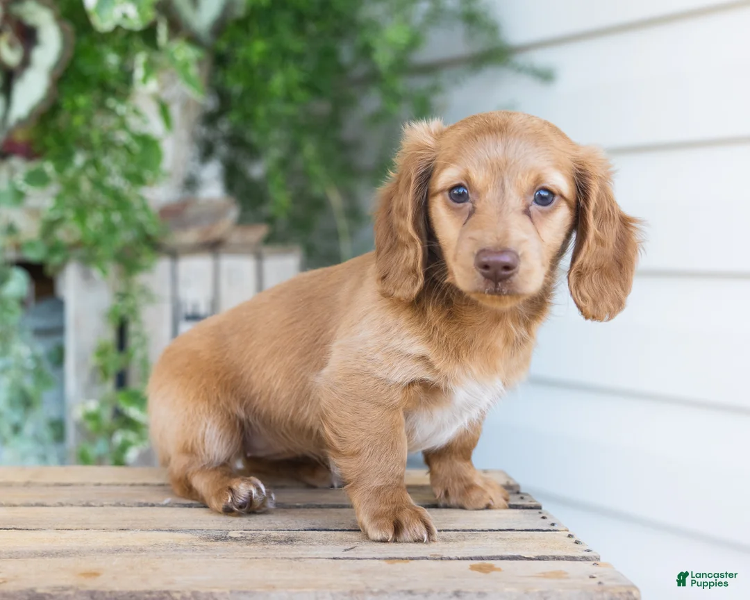 Dachshund dogs for sale: Winnie - Ad 2