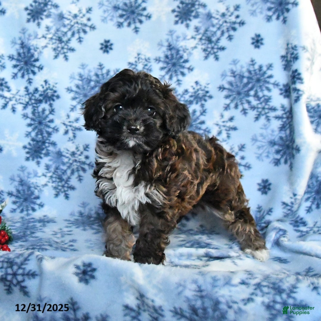 Cockapoo dogs for sale: Bear - Ad 1