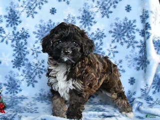 Cockapoo dogs Bear - Ad 8