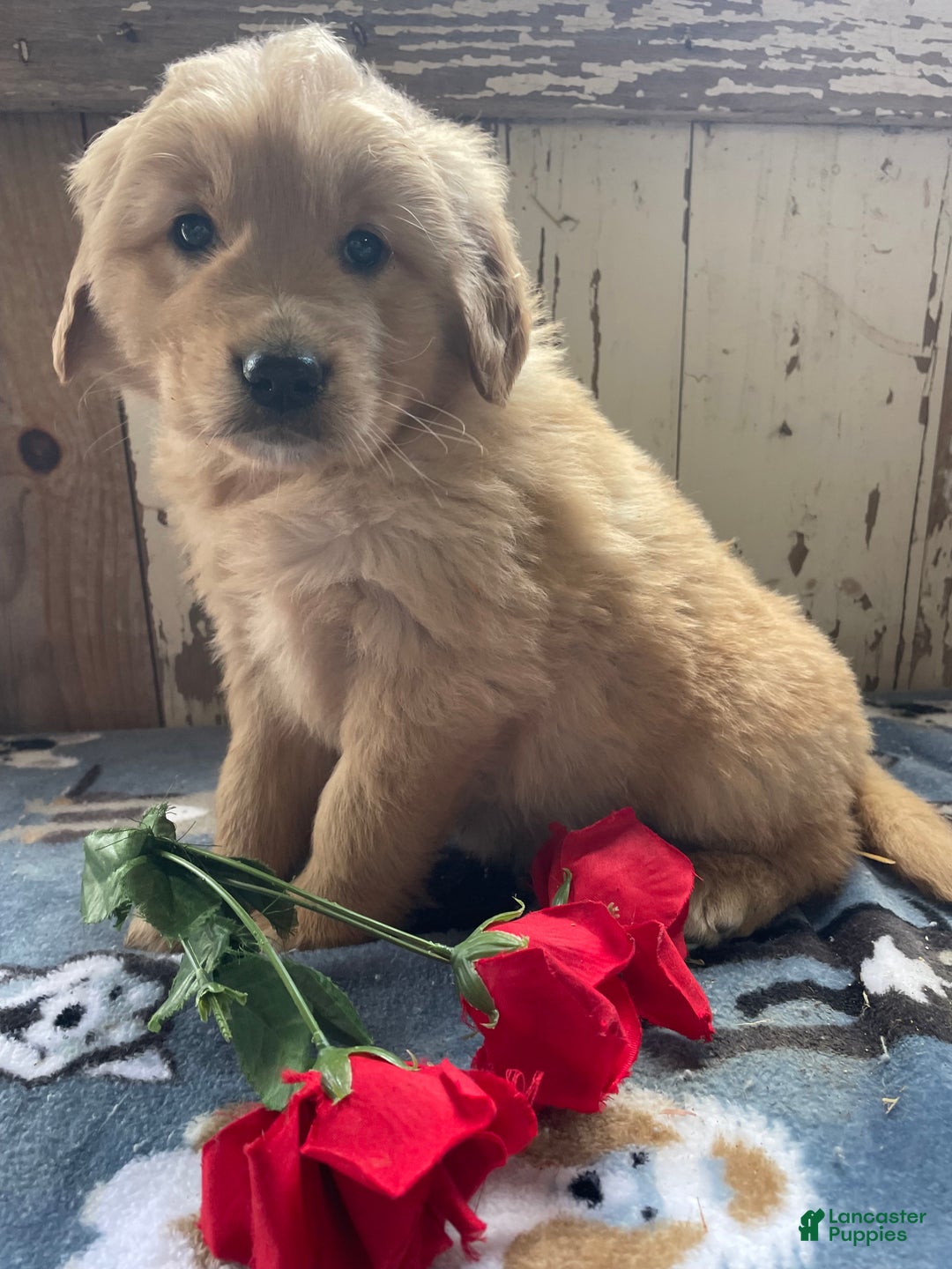 Mixed Breed dogs for sale: Boris - Ad 2