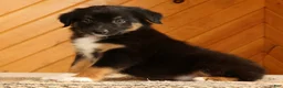 Australian Shepherd dogs for sale: Ben - Ad 5