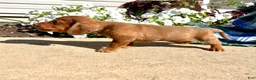 Dachshund dogs for sale: HUXBY❤️ACA Registered - Ad 2