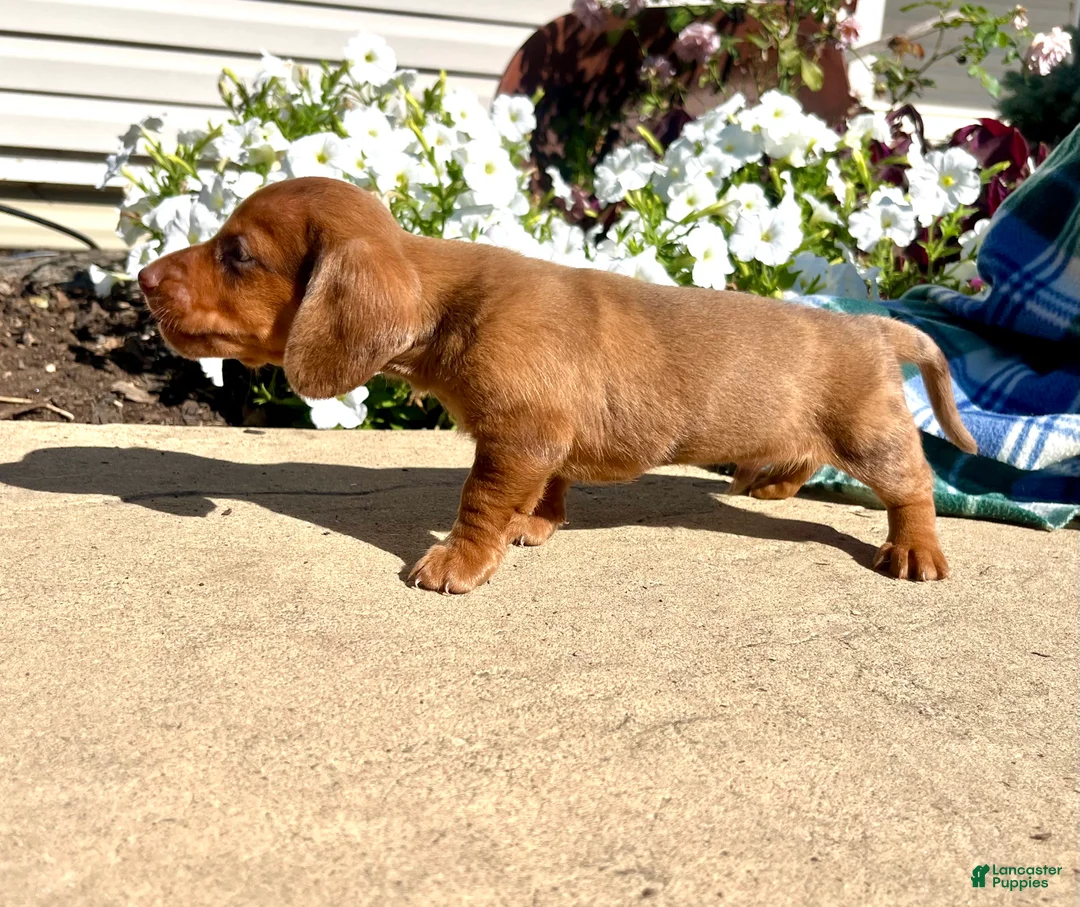 Dachshund dogs for sale: HUXBY❤️ACA Registered - Ad 2