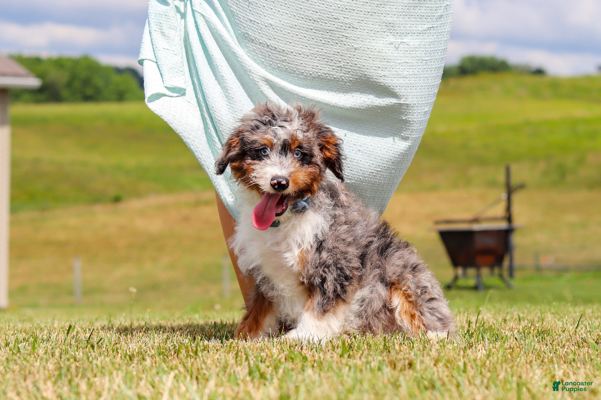 Mini Bernedoodle dogs Dylan - Ad 1